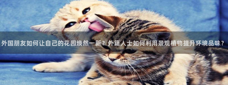 新宝gg网点
