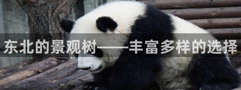 新宝gg注册q 26880：东北的景观树——丰富多样的选择