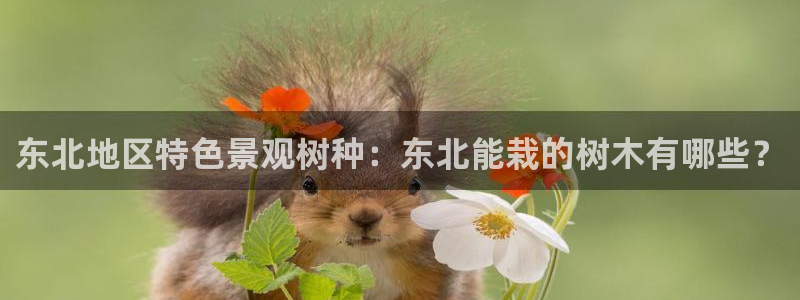 新宝gg 平台怎么样