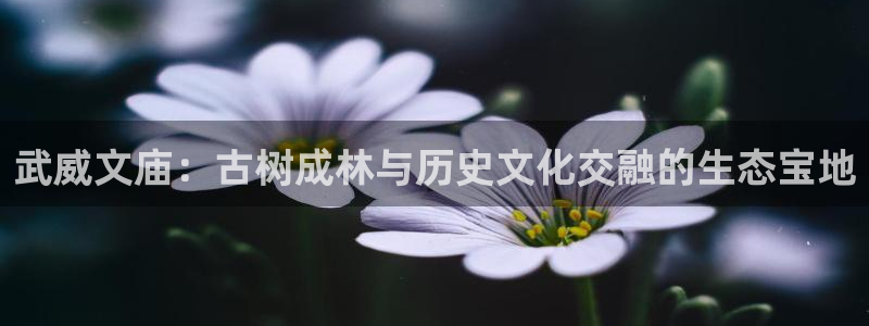 新宝gg3