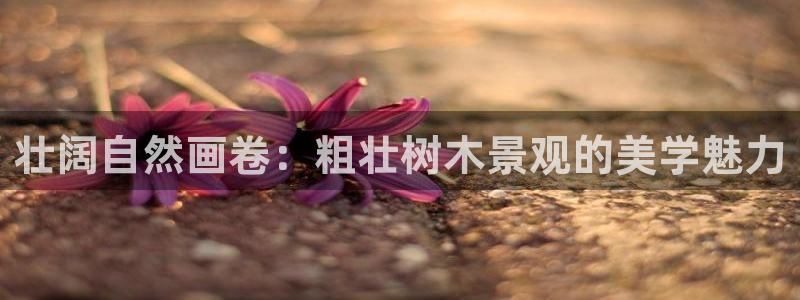 新宝gg平台下载安装