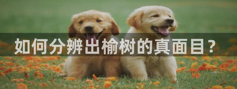 新宝gg信息：如何分辨出榆树的真面目？