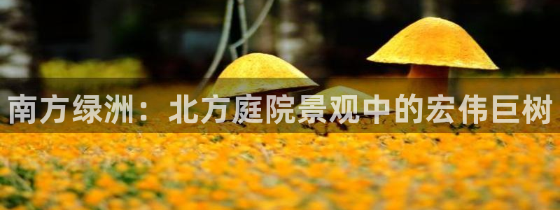 新宝GG网页