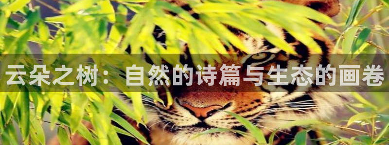 新宝gg招商：云朵之树：自然的诗篇与生态的画卷