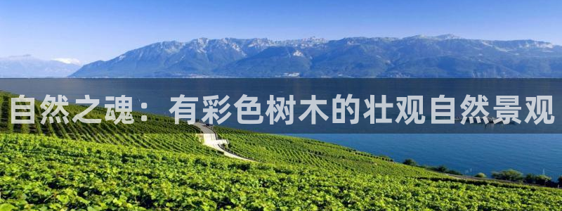 新宝gg 创造奇迹