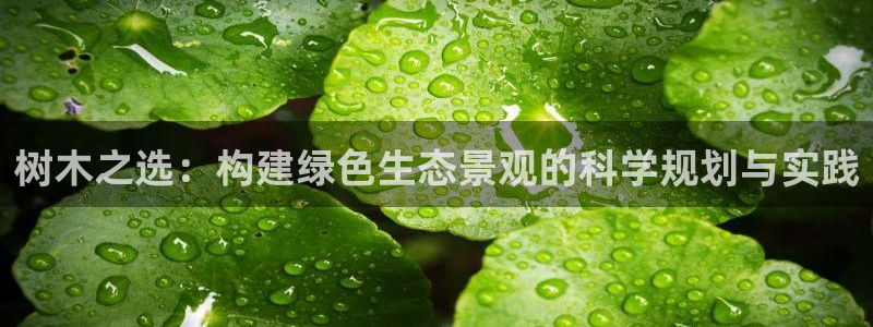新宝gg盈亏