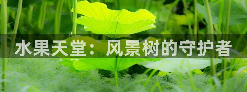 新宝gg代理条件